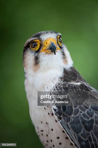 lanner falcon - alfaneque imagens e fotografias de stock