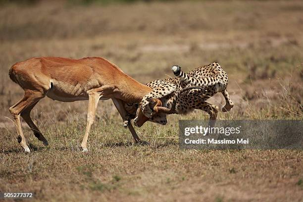 245 Cheetah Impala Stock Photos, High-Res Pictures, and Images ...