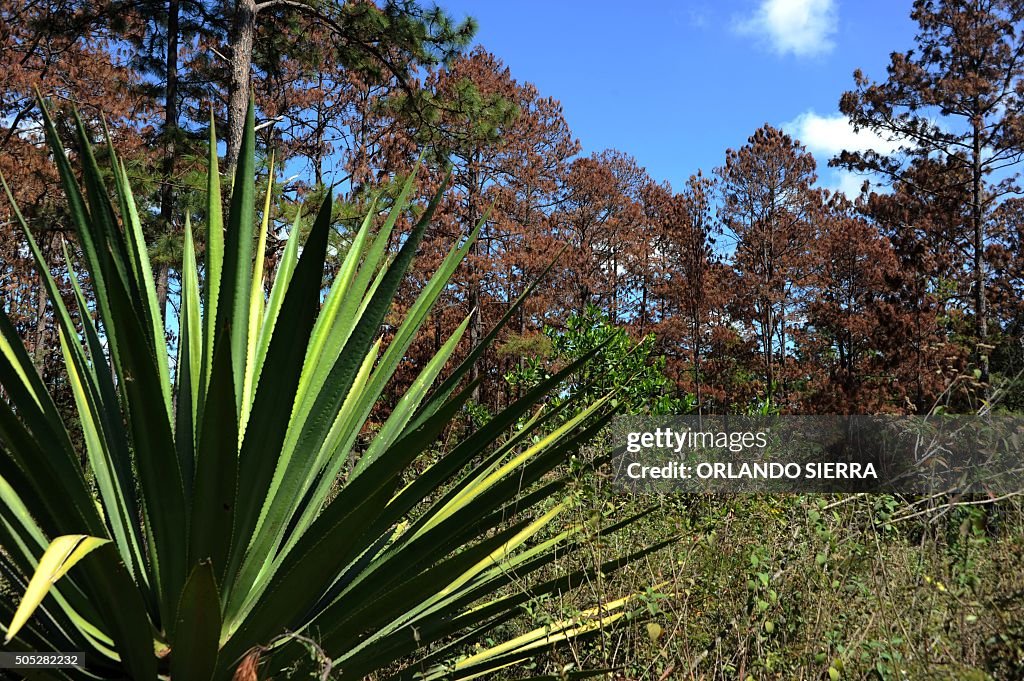 HONDURAS-ENVIRONMENT-PLAGUE-EMERGENCY