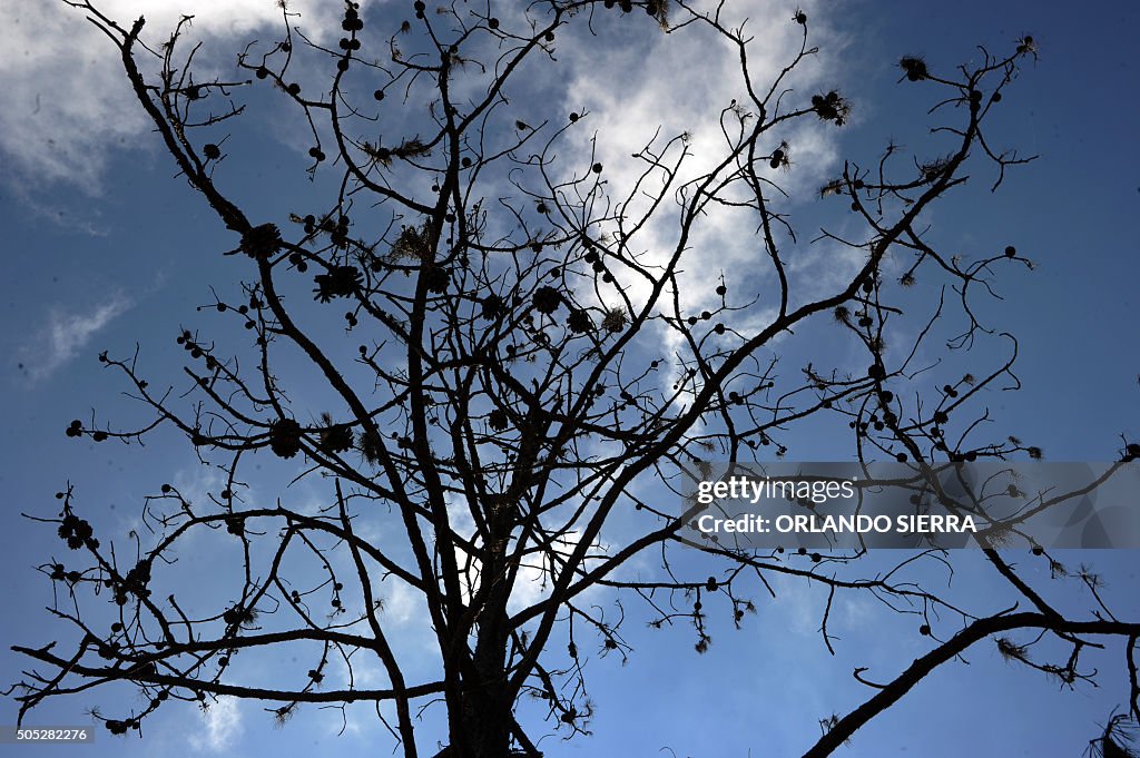 HONDURAS-ENVIRONMENT-PLAGUE-EMERGENCY