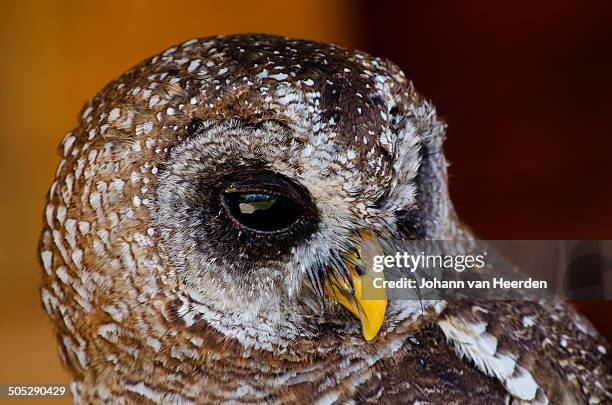 african wood owl - african wood owl stock-fotos und bilder