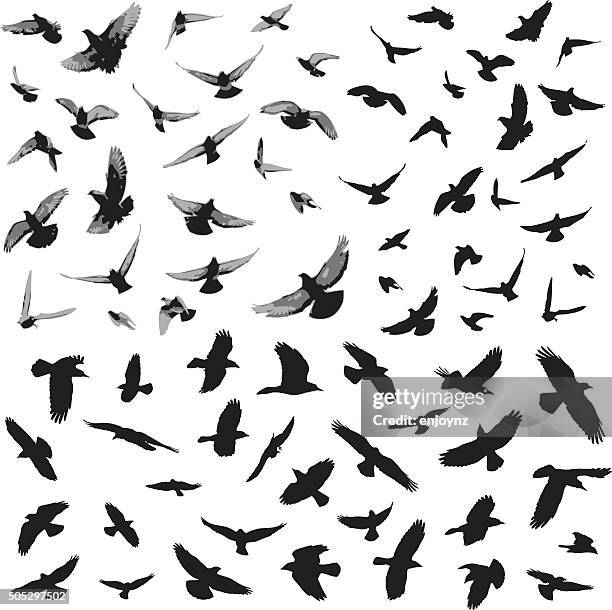 ilustraciones, imágenes clip art, dibujos animados e iconos de stock de siluetas de aves - paloma ave