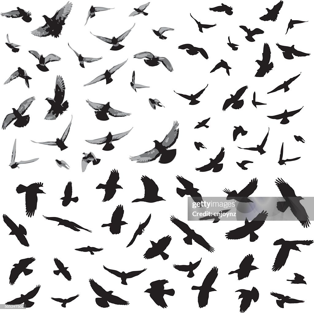 Bird silhouettes