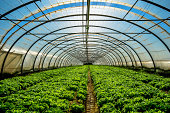 Greenhouse for the cultivation of salad