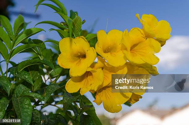 yellow ipe branch of flowers - ipe yellow stock pictures, royalty-free photos & images