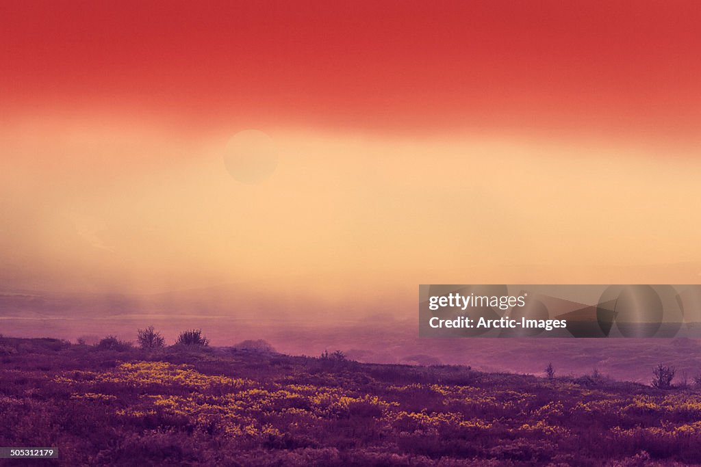 Sun and Fog Landscape