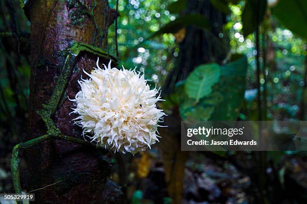 between nauta and iquitos, amazon basin, loreto region, maynas province, peru. - amazon vines stock-fotos und bilder