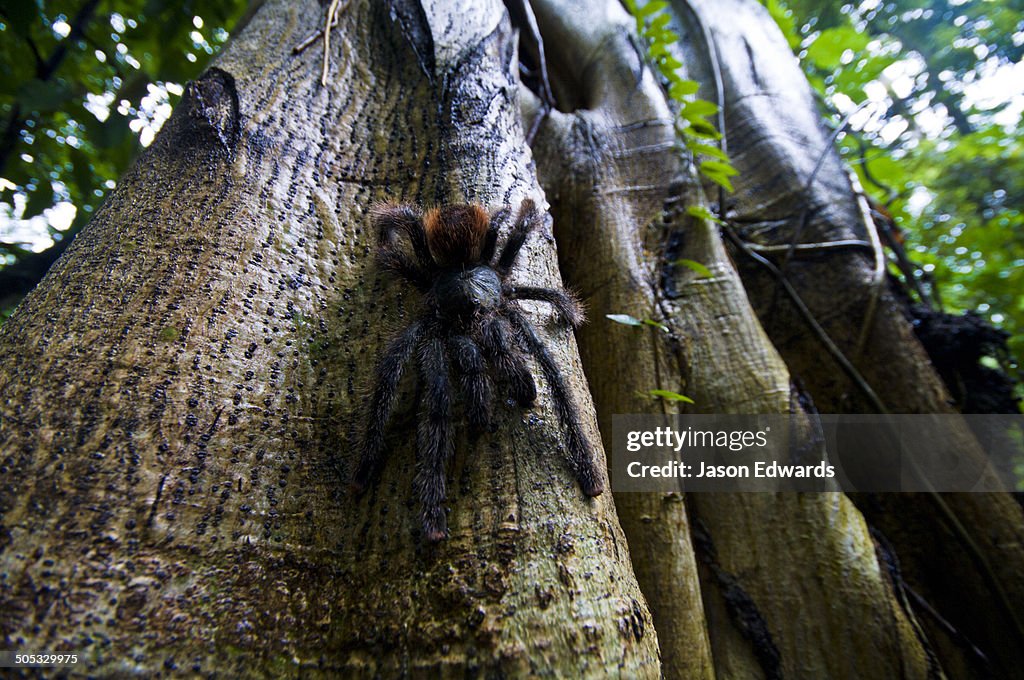 Near Pacaya Samiria Reserve, Reserva Nacional Pacaya Samiria, Amazon River, Maranon River and Ucayali River Confluence, Rio Amazonas, Rio Maranon, Rio Ucayali, Loreto Region, Maynas Province, Amazon Basin, Peru.