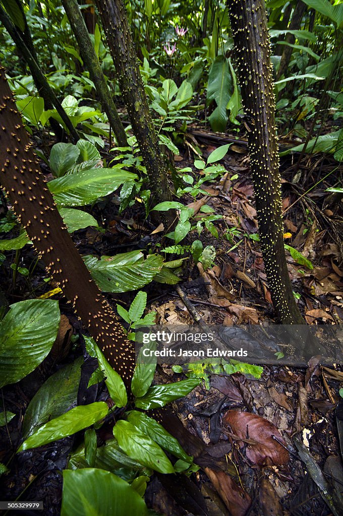 Near Pacaya Samiria Reserve, Reserva Nacional Pacaya Samiria, Amazon River, Maranon River and Ucayali River Confluence, Rio Amazonas, Rio Maranon, Rio Ucayali, Loreto Region, Maynas Province, Amazon Basin, Peru.