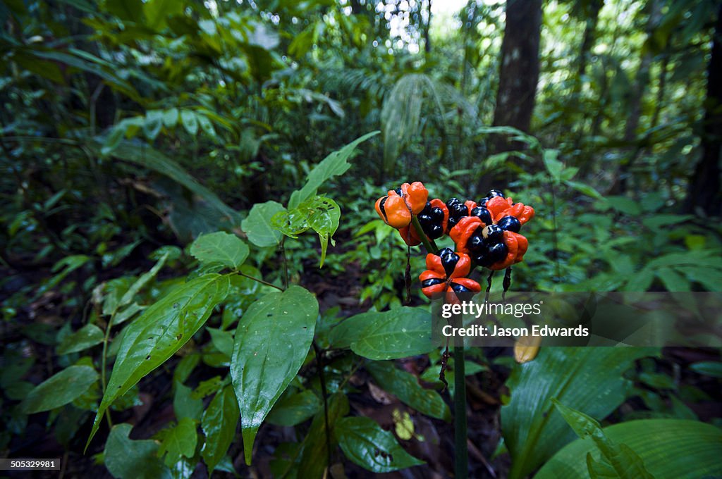 Near Pacaya Samiria Reserve, Reserva Nacional Pacaya Samiria, Amazon River, Maranon River and Ucayali River Confluence, Rio Amazonas, Rio Maranon, Rio Ucayali, Loreto Region, Maynas Province, Amazon Basin, Peru.