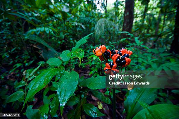 near pacaya samiria reserve, reserva nacional pacaya samiria, amazon river, maranon river and ucayali river confluence, rio amazonas, rio maranon, rio ucayali, loreto region, maynas province, amazon basin, peru. - guarana plant stock pictures, royalty-free photos & images