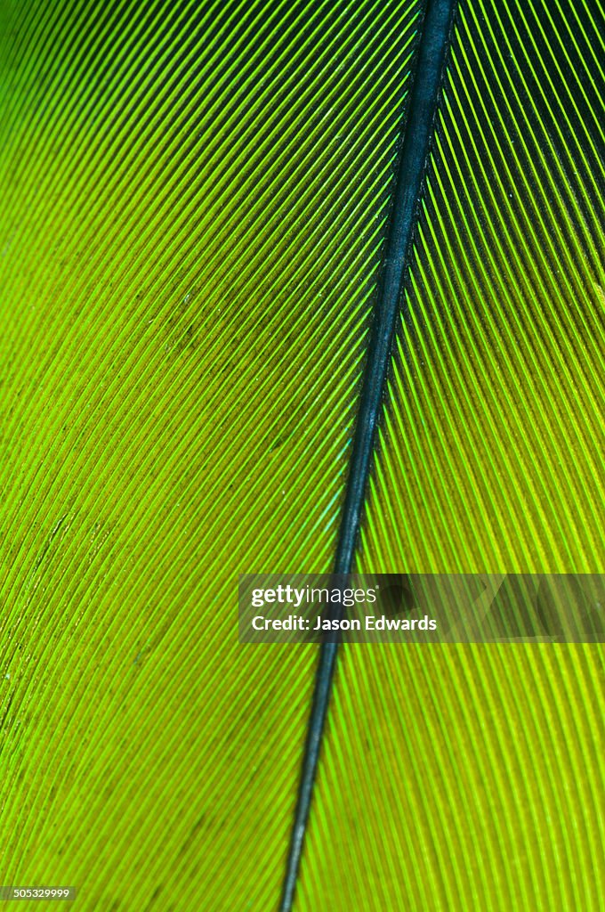 Iquitos, Amazon Basin, Loreto Region, Maynas Province, Peru.