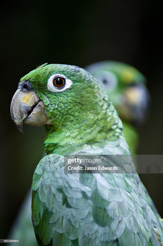 Iquitos, Amazon Basin, Loreto Region, Maynas Province, Peru.