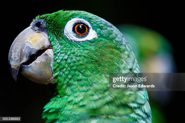 iquitos, amazon basin, loreto region, maynas province, peru. - grote amazone stockfoto's en -beelden