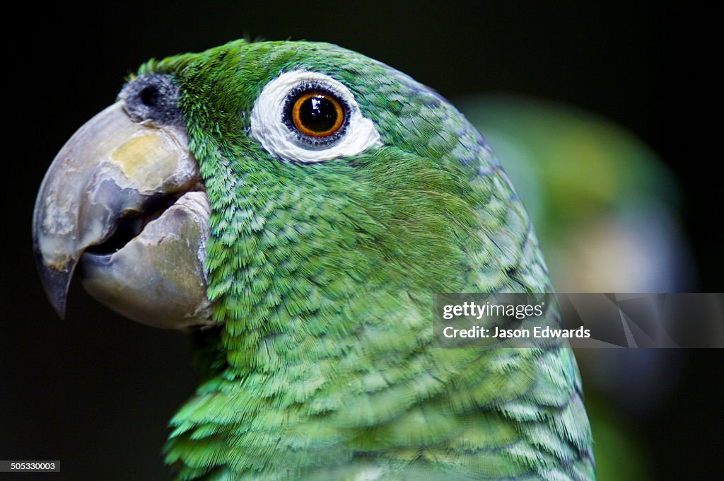 Iquitos, Amazon Basin, Loreto Region, Maynas Province, Peru.