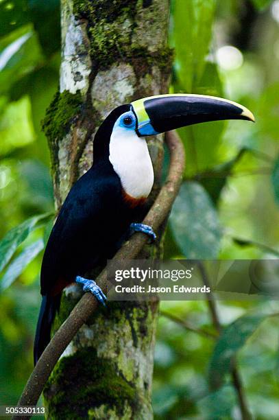 iquitos, amazon basin, loreto region, maynas province, peru. - amazon vines stock-fotos und bilder