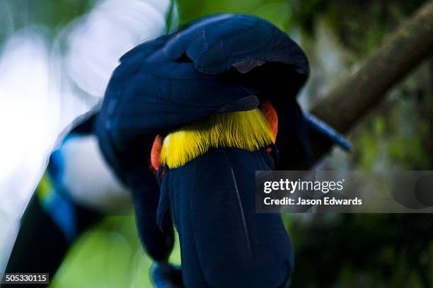 iquitos, amazon basin, loreto region, maynas province, peru. - amazon vines stock-fotos und bilder