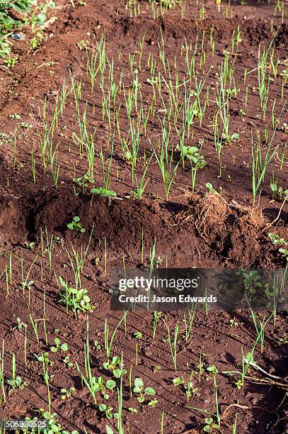 karatu, rhotia valley lodge, rhotia valley, karatu district, arusha region, tanzania. - newly harvested stock pictures, royalty-free photos & images