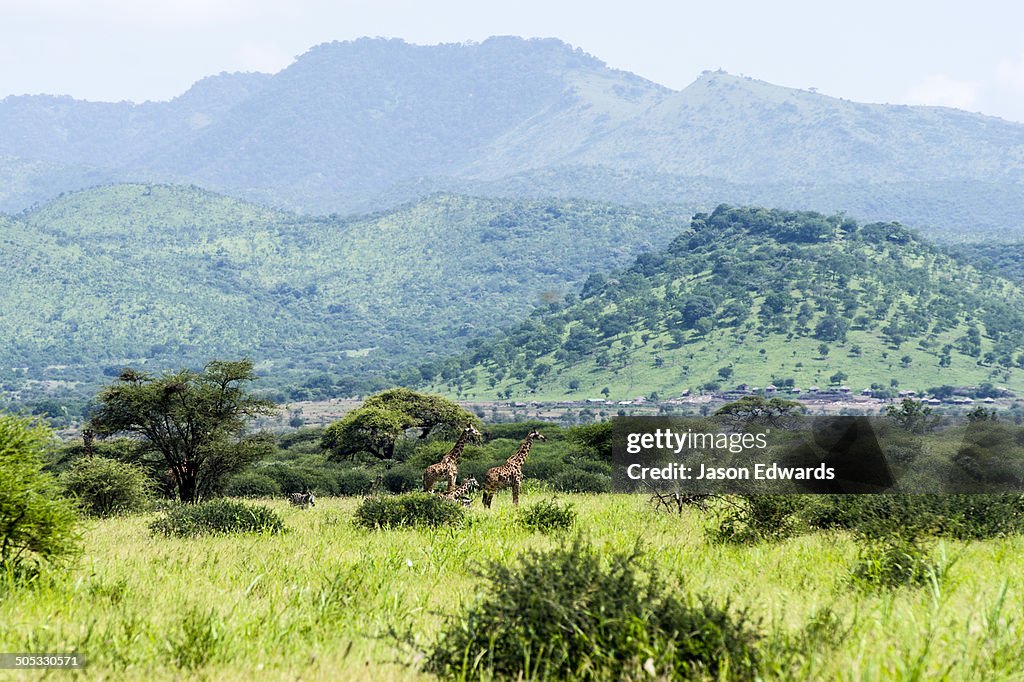 Arusha Roo Arusha Arusha District Tanzania High-Res Stock Photo - Getty Images