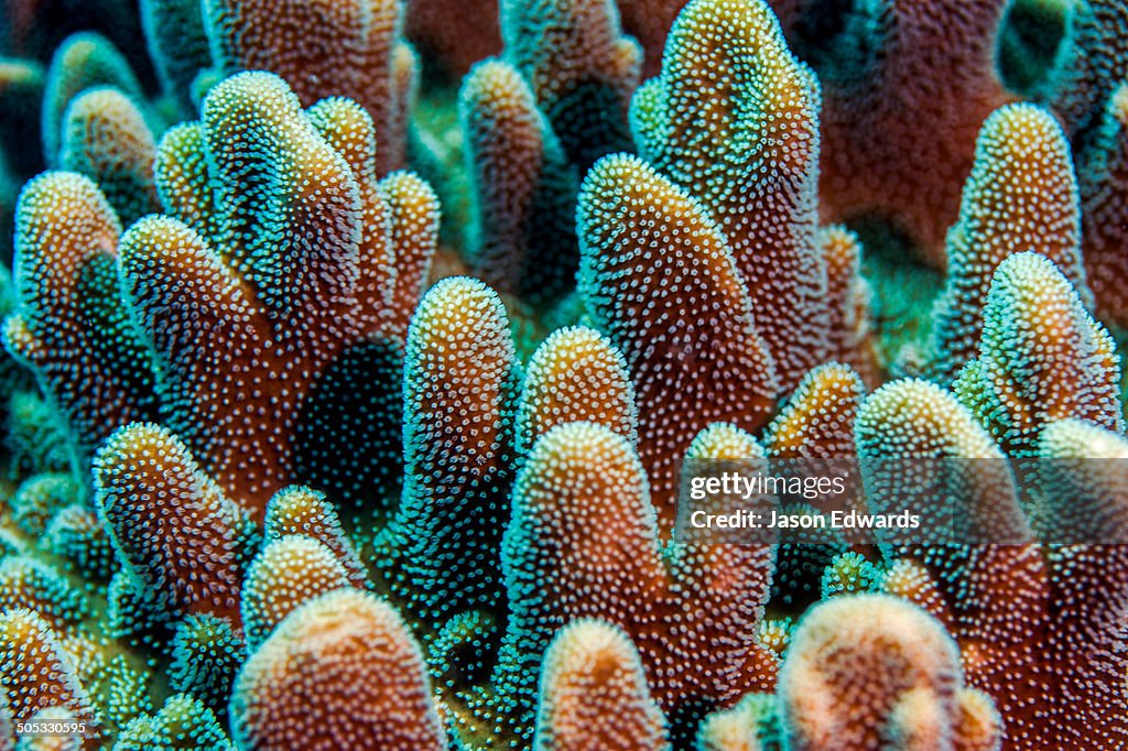 Bwejuu, Baobab Reef, Unguja Island, Zanzibar, Tanzania.