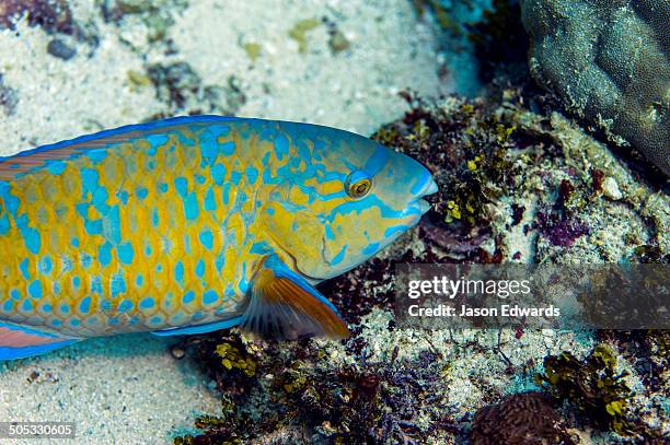 bwejuu, baobab reef, unguja island, zanzibar, tanzania. - bluebarred parrotfish stock pictures, royalty-free photos & images