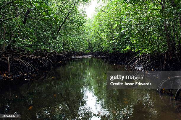 Mapopwe 63 Mangal Park Stock Photos, High-Res Pictures, and Images - Getty Images