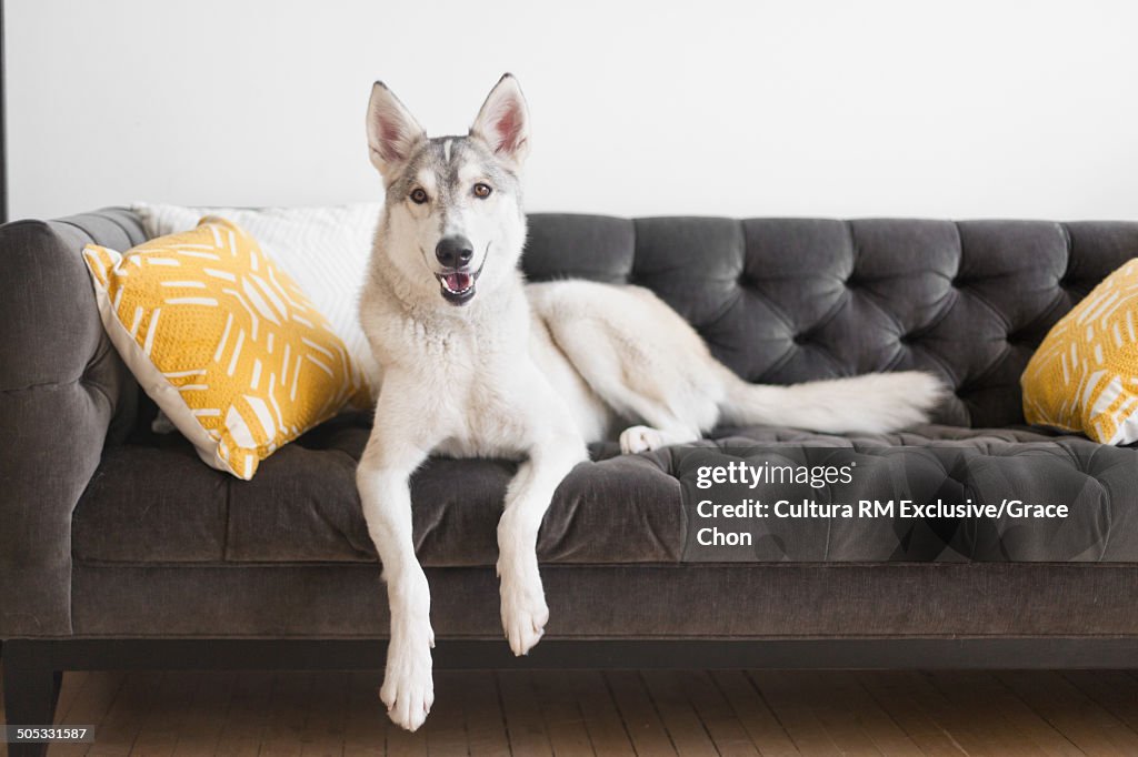 Portrait of husky dog lying on sofa