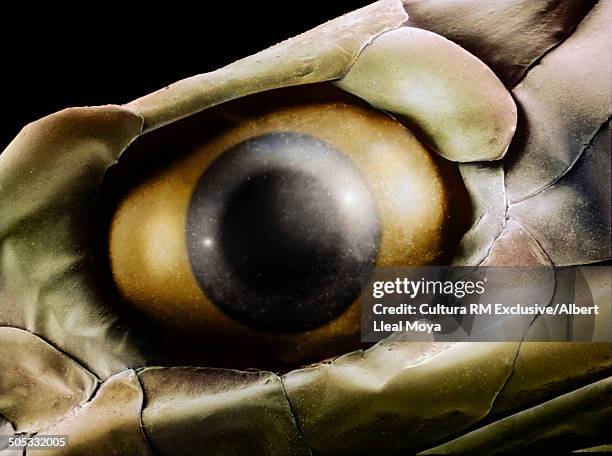 European grass snake (Natrix natrix astreptophora) eye. Magnified 11,5x