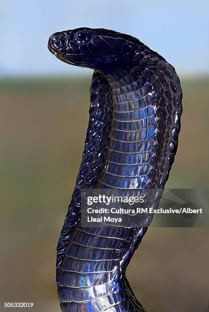 egyptian cobra ( naja haje legionis) native from morocco, showing threatening behaviour - vipera aspis stock pictures, royalty-free photos & images