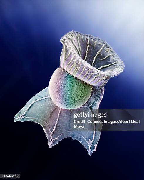 ornithocercus magnificus. plankton, dinoflagellate, mediterranean sea. 560x - sem stock pictures, royalty-free photos & images