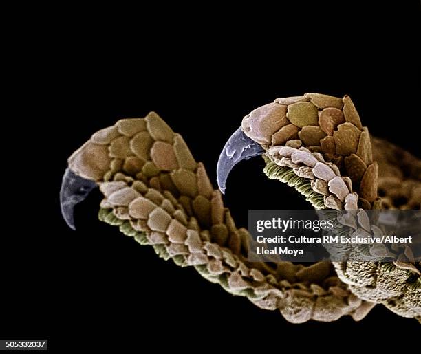 moorish wall gecko (tarentola mauritanica) third and fourth fingers (the only with nails at the end), showing the setae that allows them to climb to vertical surfaces. 42x magnification - tarentola stock pictures, royalty-free photos & images