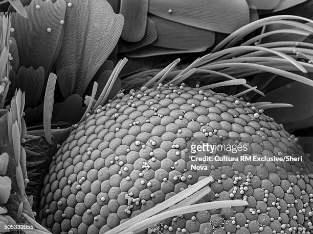 silicon balls on moths eye, imaged in a scanning electron microscope - silicium photos et images de collection
