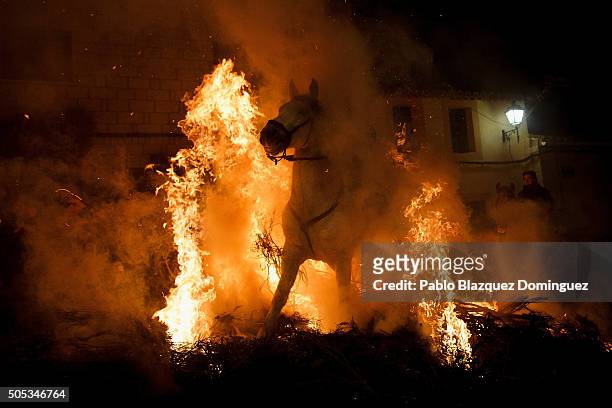 Man rides a horse through a bonfire during 'Las Luminarias' Festival on January 16, 2016 in San Bartolome de Pinares, Spain. In honor of Saint Antony...