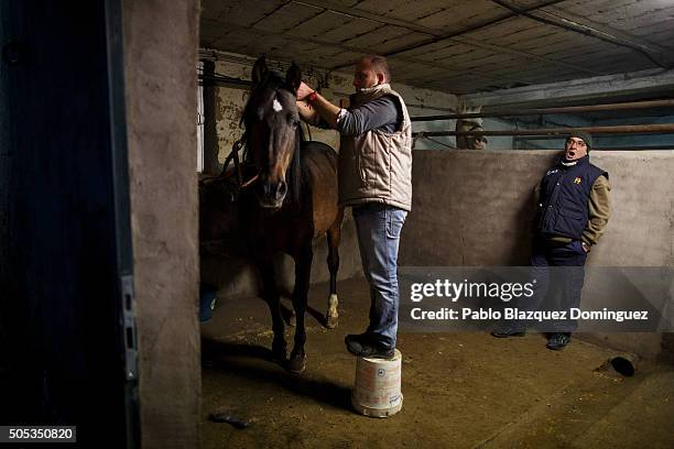 Man braids a horse's mane before it takes part in the 'Las Luminarias' Festival on January 16, 2016 in San Bartolome de Pinares, Spain. In honor of...