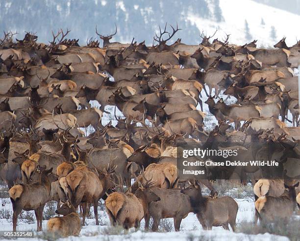 heads and antlers - jackson hole stock pictures, royalty-free photos & images