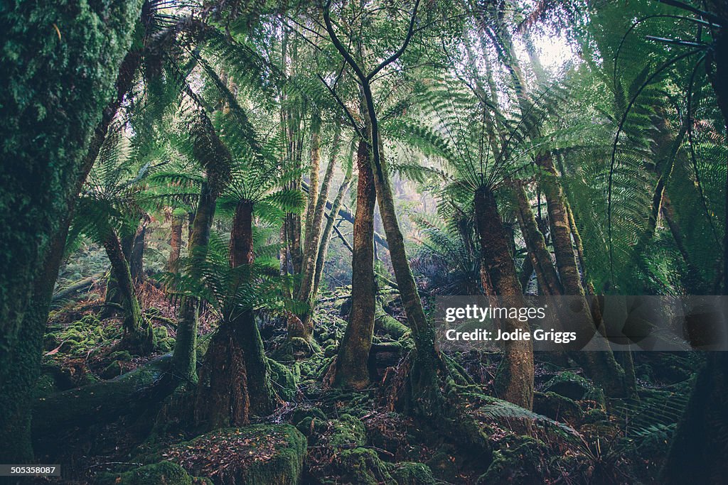 Enormous fern forest in National Park