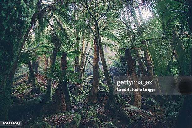 enormous fern forest in national park - tierra salvaje fotografías e imágenes de stock