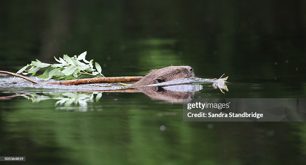 Wild Beaver.