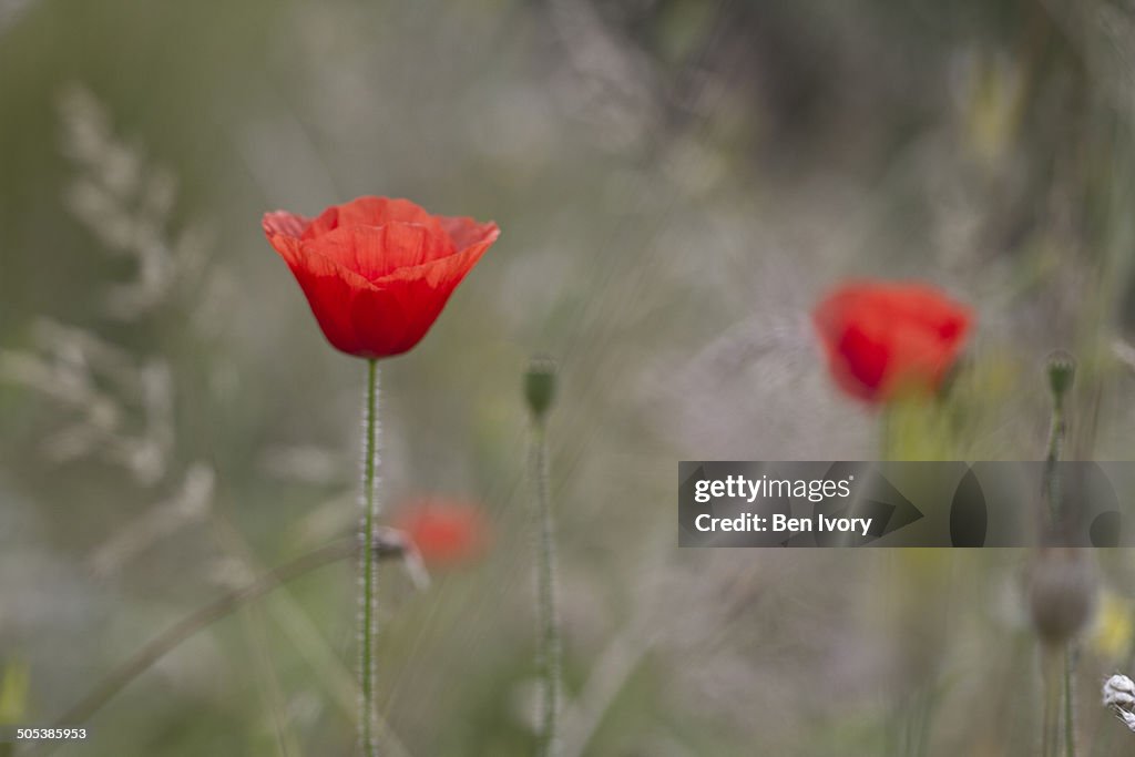 Red poppy