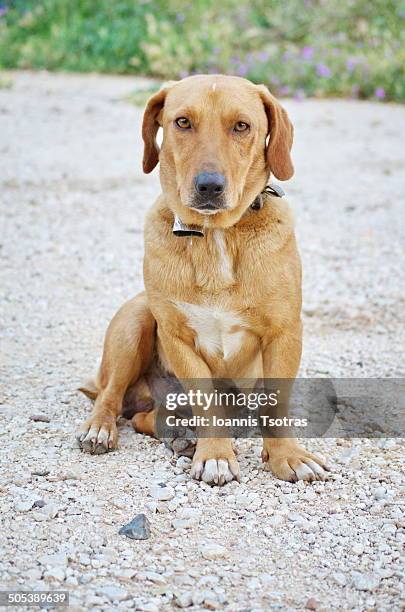 dog's portrait - kataraktis village stock pictures, royalty-free photos & images