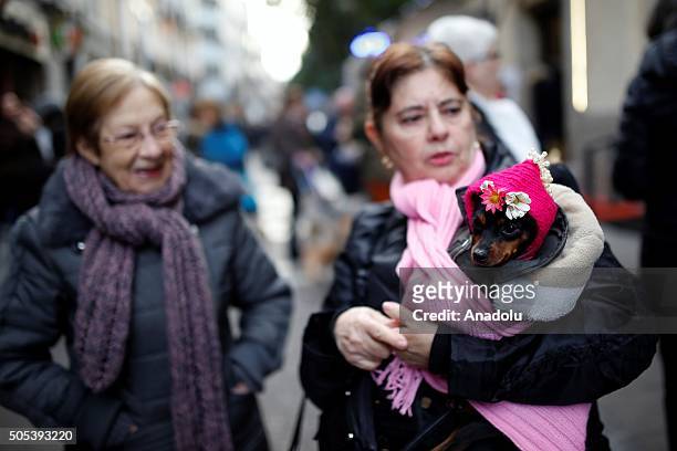 Pet dog is being blessed by a priest at San Anton Church in Madrid, Spain on Saint Anthony's day, dedicated to the animals by Spanish Christians on...