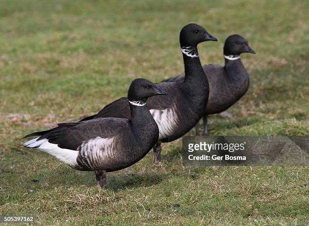 dark bellied brant goose trio - bill brant stock pictures, royalty-free photos & images