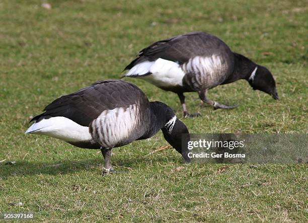 dark bellied brant geese - bill brant stock pictures, royalty-free photos & images