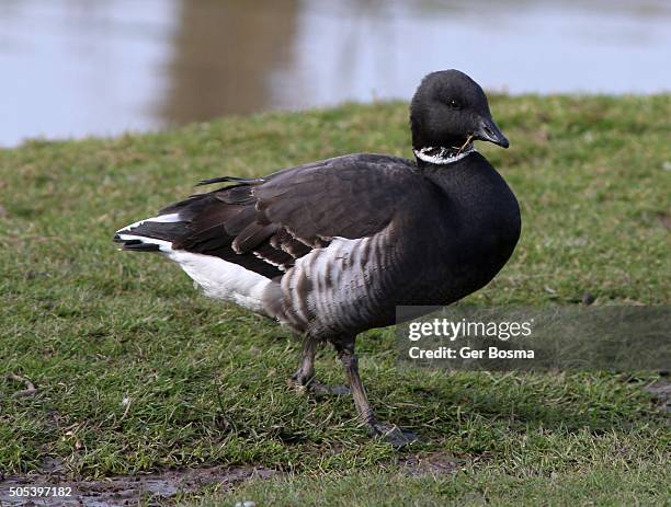 dark bellied brant goose - bill brant stock pictures, royalty-free photos & images