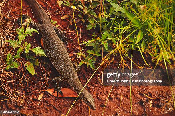 water monitor - monitor lizard kimberley stock pictures, royalty-free photos & images