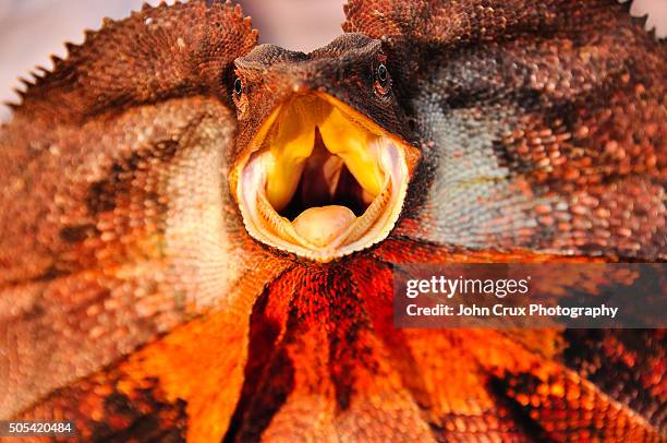 frill necked - frilled lizard stock-fotos und bilder