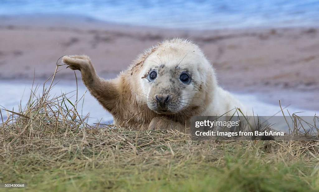 Grey Seal Pup (Halichoerus grypus) at Donna Nook, Lincolnshire, UK
