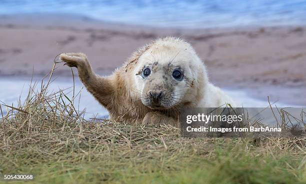grey seal pup (halichoerus grypus) at donna nook, lincolnshire, uk - grey seal stock pictures, royalty-free photos & images