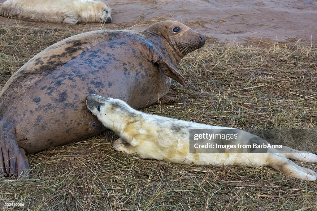 Newly Born Grey Seal Pup suckles from mum at Donna Nook,  Lincolnshire, UK