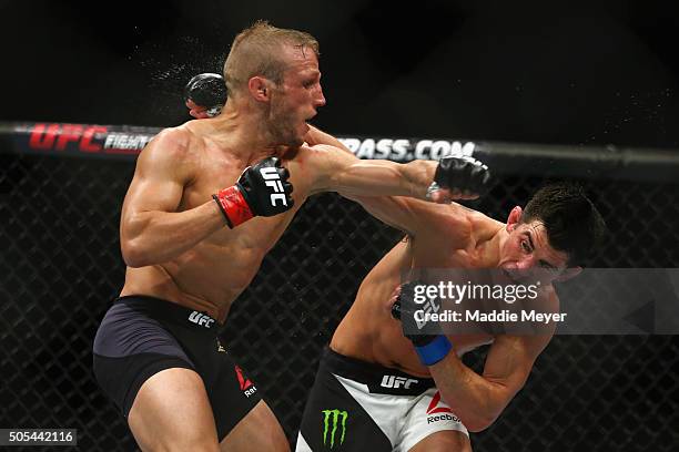 Dillashaw fights Dominick Cruz in their bantamweight bout during UFC Fight Night 81 at TD Banknorth Garden on January 17, 2016 in Boston,...